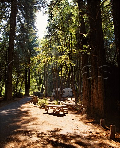 Picnic and camping site amongst the Redwood trees in Paul M Dimmick Memorial Grove State Park Mendocino Co California