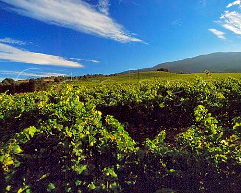 Smith  Hook vineyards in the Salinas valley above   Soledad Monterey Co California