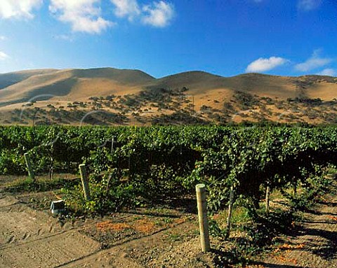 Chardonnay vineyards in the Arroyo Seco Monterey   Co California