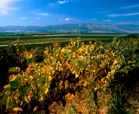 Gewrztraminer vineyards of Paul Masson   Soledad Monterey Co California