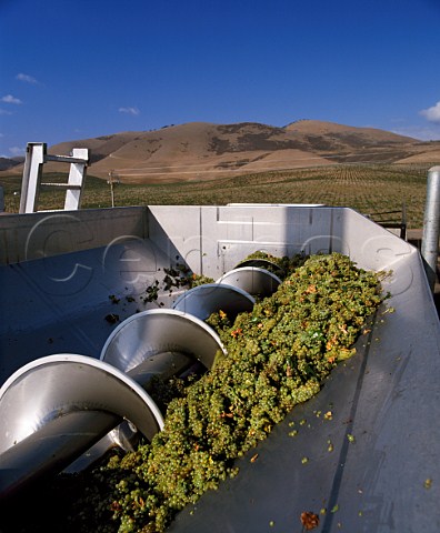 Chardonnay grapes in the receiving hopper at Cambria Winery  Santa Maria Santa Barbara County   California    Santa Maria Valley AVA