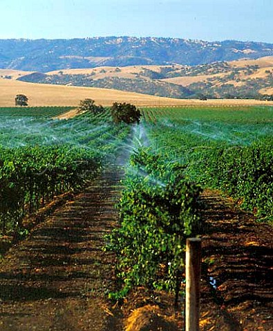Irrigation of vineyard after the harvest Livermore   Alameda Co California  Livermore Valley AVA