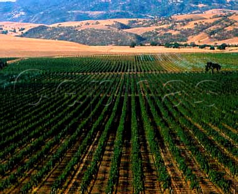 Vineyards in the Livermore Valley   Alameda Co California