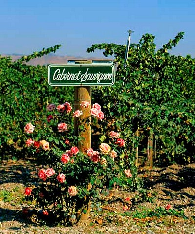 Cabernet Sauvignon vineyard of Concannon Livermore   Alameda Co California  Livermore Valley AVA