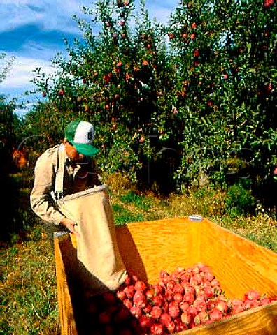 Harvesting Red Delicious apples near Caldwell   Idaho USA