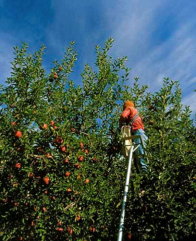 Harvesting Red Delicious apples near Caldwell Idaho
