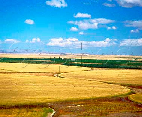 Circular maize fields for ease of irrigation   Paterson Washington USA