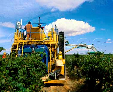 Machine harvesting of Riesling Columbia Crest   winery Chateau Ste Michelle    Paterson   Washington