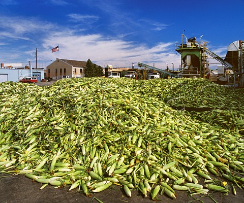 Maize processing plant Grandview Washington USA