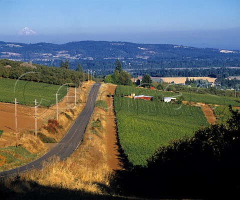 Vineyards in the Red Hills near Dundee with   Mount Hood 11245ft 65 miles beyond   Yamhill Co Oregon USA  Willamette Valley