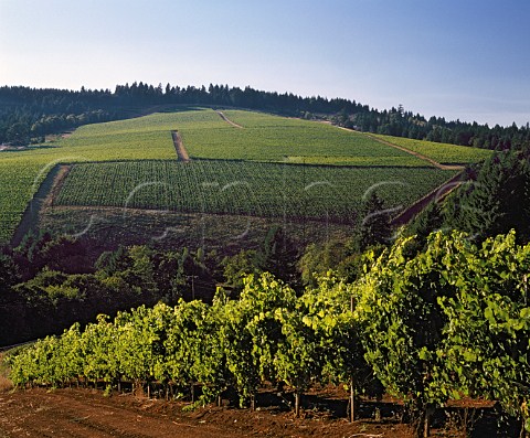 Erath vineyards viewed from Maresh Red   Hills vineyard near Dundee Yamhill Co Oregon  Willamette Valley AVA