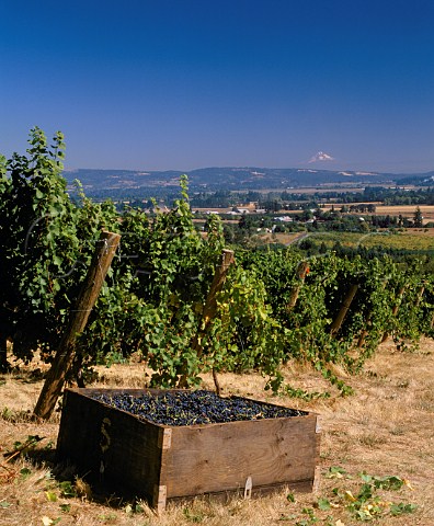 Harvested Pinot Noir grapes in vineyard of Sokol Blosser with the snowcap of Mount Hood 11245ft visible 65 miles beyond Dundee Yamhill Co Oregon USA  Willamette Valley