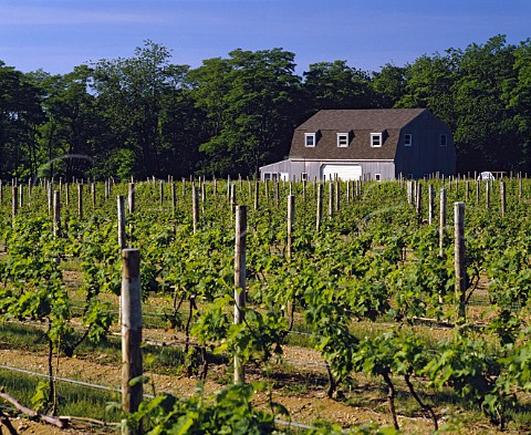 Merlot and Chardonnay vines of Galluccio Gristina    Vineyards Cutchogue Long Island New York  North Fork AVA