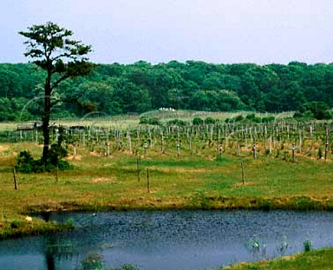 Vineyards of Bridgehampton Winery The Hamptons   Long Island South Fork New York