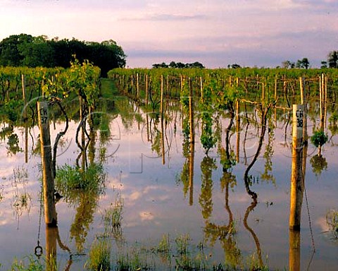 Vineyards flooded after spring storms Long Island   New York USA  North Fork