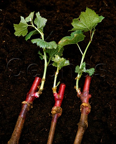 Pinot Noir grafted onto American root stocks    showing the callus which has formed around the graft