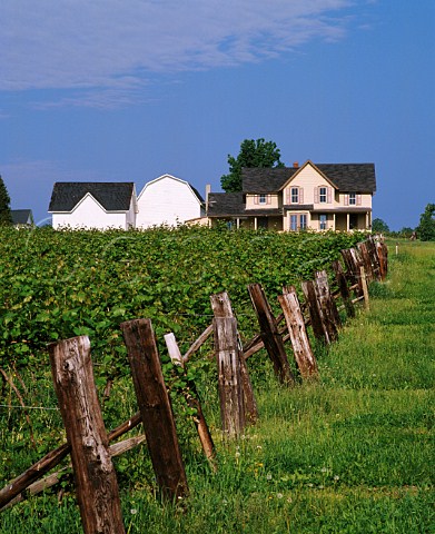 Vineyard and traditional wooden buildings of The Pleasant Valley Wine Company on the west side of Lake Keuka New York USA Finger Lakes