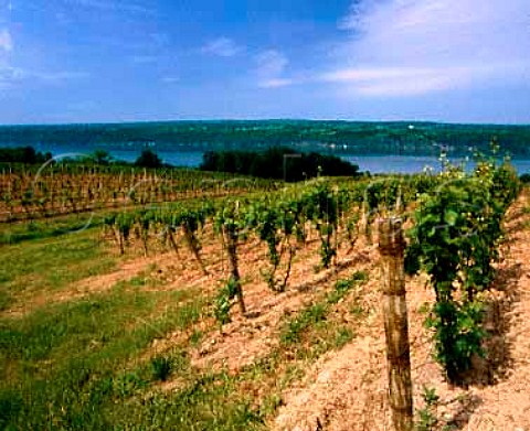 Rolling Vineyards on the east side of Seneca Lake   near Valois New York Finger Lakes