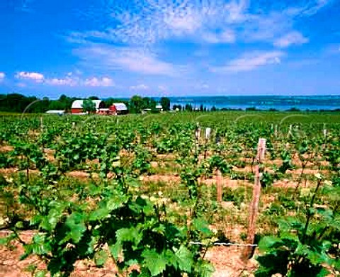 Cayuga Ridge Estate vineyard on the west side of Cayuga Lake  Ovid New York USA Finger Lakes