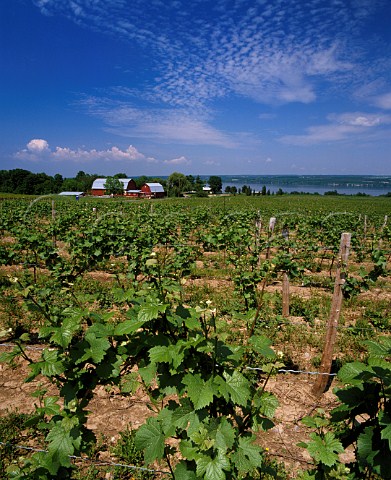Cayuga Ridge Estate vineyard on the west side of Cayuga Lake  Ovid New York USA Finger Lakes