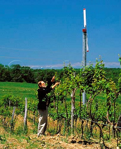 Arnulf Esterer Arnie with antifrost wind   machine examines his Chardonnay and Riesling vines   Markko Vineyard Conneaut Ohio    Lake Erie