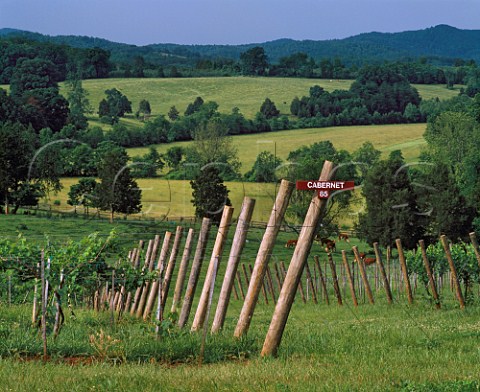 Cabernet vineyard of Oakencroft Winery Charlottesville Albemarle Co Virginia USA