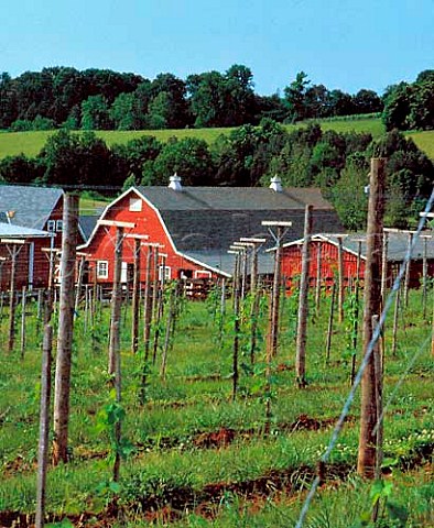 Vidal Blanc vineyard by Oakencroft Winery   Charlottesville Albemarle Co Virginia USA