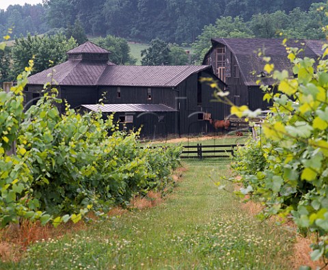 Piedmont Vineyards and winery Middleburg Fauquier Co Virginia USA