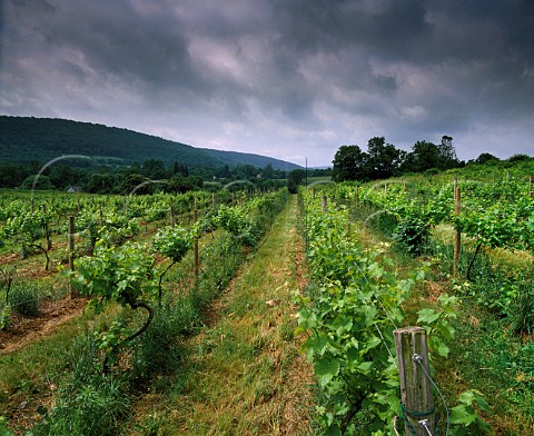 Alba Vineyards in the Musconetcong Valley   near Milford Hunterdon Co New Jersey USA
