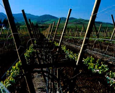 Split canopy vertical trellising of Pinot Noir   vines  Saintsbury Napa California   Carneros AVA