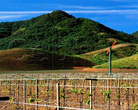 Vineyard of Dominus Yountville Napa Valley California