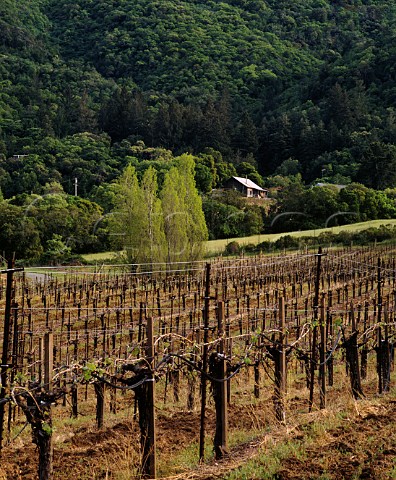 Cabernet Sauvignon vineyard of Laurel Glen in early spring high on the slopes of Sonoma Mountain above Glen Ellen Sonoma Co California  Sonoma Mountain AVA