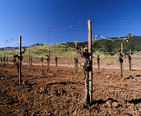 Cabernet Sauvignon vineyard of Dominus Yountville  Napa Co California