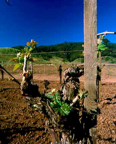 Cabernet Sauvignon vine of Dominus Yountville Napa   Valley California