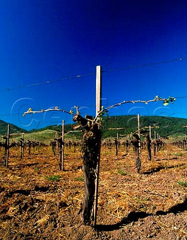 Cabernet Sauvignon vineyard of Dominus   Yountville Napa Valley California