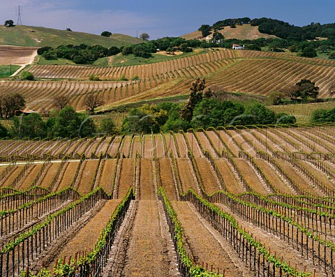 Vineyards in spring in the Carneros region Napa Valley California