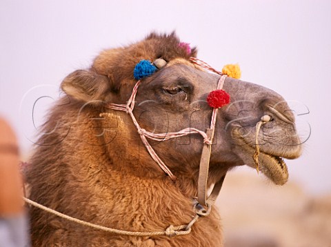 Decorated camel at Kashgar Sunday market  Xinjiang Province China