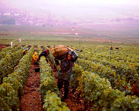 Picking Chardonnay grapes in le Corton Grand Cru   vineyard above the village of AloxeCorton  Cote de   Beaune