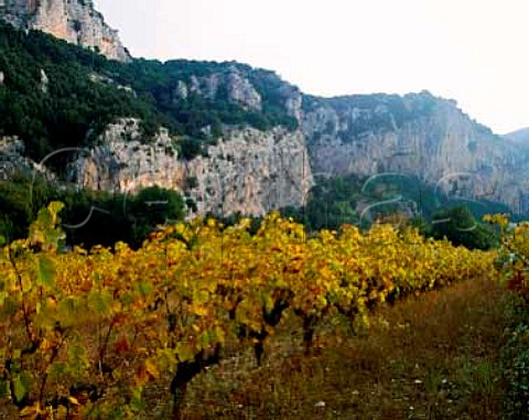 Vineyard in the Ardche Gorge near VallonPontdArc Ardche France     Coteaux de lArdche