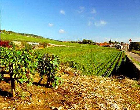 les Bonnes Mares Vineyards of domaine Pierre   Ponnelle between the villages of ChambolleMusigny   and Morey StDenis France  Cte de Nuits