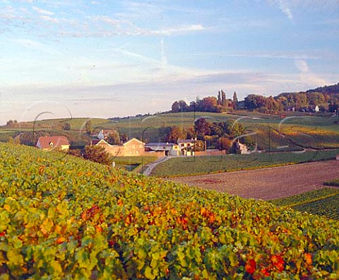 House and winery of Champagne Ren Prvot catching   the evening sun on the north facing slopes of the   Montagne de Reims at VillersAllerand Marne France  Champagne