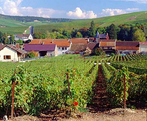 Champagne vineyards surrounding the village of   Mancy south of pernay Marne France