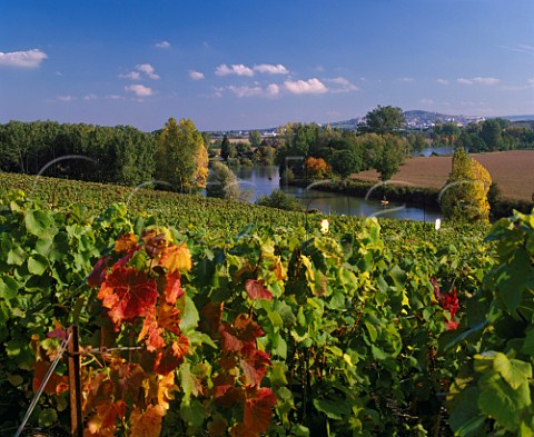 Vineyards leading down to the Canal Latral de la  Marne below Hautvillers Marne France  Champagne