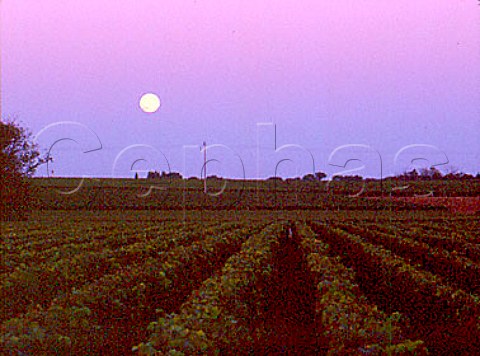 Moonrise over vineyard at CissacMdoc Gironde   France Mdoc  Bordeaux