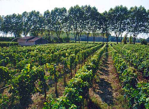 Vineyard at Barsac Gironde France  Sauternes  Bordeaux