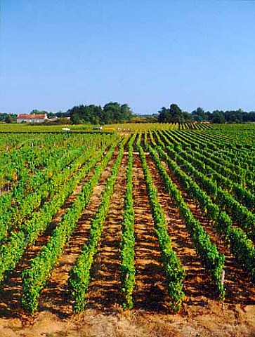 Vineyards of Chteau Grillon Barsac Gironde   France  Sauternes  Bordeaux