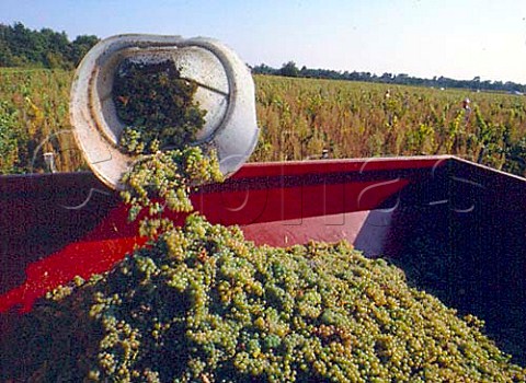 Harvesting Sauvignon Blanc grapes in vineyard of    Chteau Cameron These will be made into a dry wine   and therefore classified as Graves   Barsac Gironde France   Graves  Bordeaux
