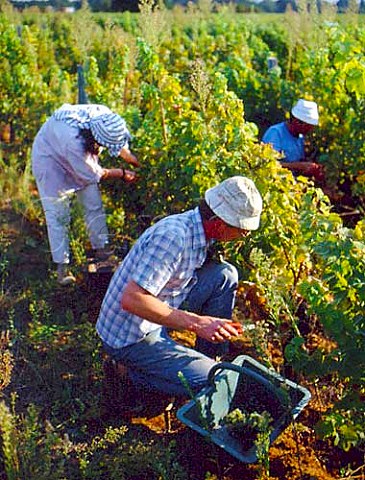 Harvesting Sauvignon Blanc grapes in vineyard of    Chteau Cameron These will be made into a dry wine   and therefore classified as Graves   Barsac Gironde France   Graves  Bordeaux