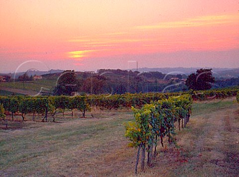 Sunset over vineyards at Verdelais Gironde France  Premires Ctes de Bordeaux
