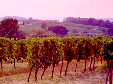 Dusk over vineyards at Verdelais Gironde France  Premires Ctes de Bordeaux